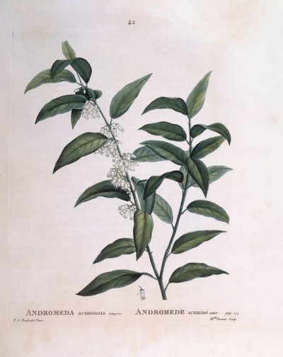 Andromeda acuminata, botanische Tafel von Pierre Joseph Redouté von Pierre Joseph Redouté