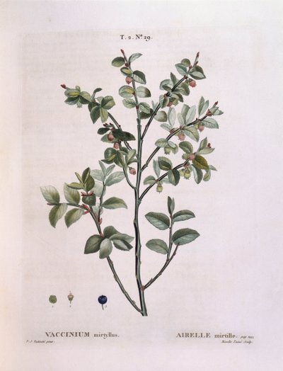 Heidelbeere (Vaccinium myrtillus), botanische Tafel von Pierre Joseph Redouté von Pierre Joseph Redouté