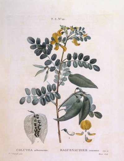 Blasenstrauch (Colutea arborescence), botanische Tafel von Pierre Joseph Redouté von Pierre Joseph Redouté