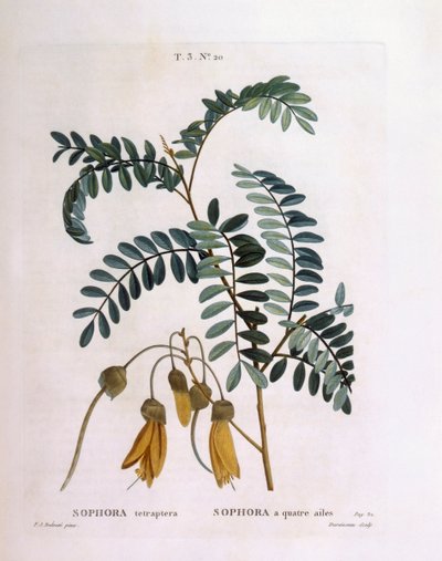 Kowhai (Sophora tetraptera oder Edwardsia grandiflora), botanische Tafel von Pierre Joseph Redouté von Pierre Joseph Redouté