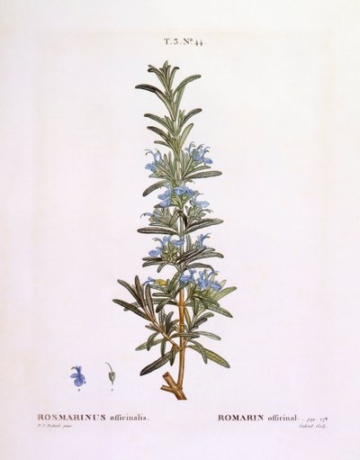 Rosmarin (Rosmarinus officinalis), botanische Tafel von Pierre Joseph Redouté von Pierre Joseph Redouté