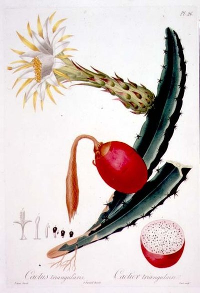 Cactus Triangularis, Tafel 26 aus 
