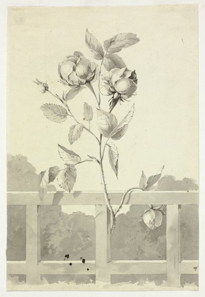 Rose von Pierre Antoine Mongin