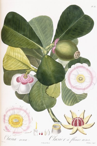 Clusia rosea, Clusier à fleurs roses, 1808-1828 von Pierre Antoine Poiteau