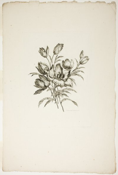 Blumenstrauß mit Tulpen, aus Sammlung verschiedener Blumensträuße, erfunden und gezeichnet von Jean Pillement und graviert von P. C. Canot von Pierre Charles Canot