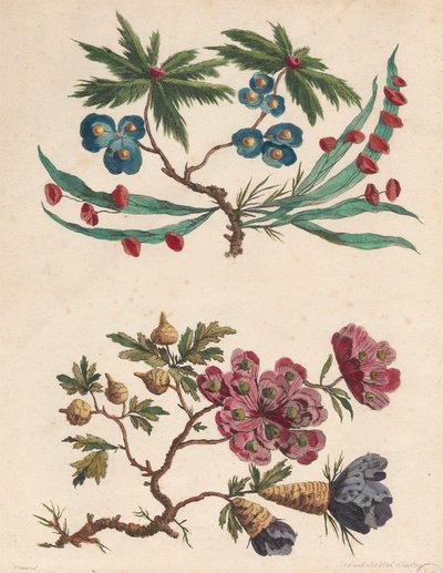 Zwei Sträuße imaginärer Blumen von Pierre Charles Canot