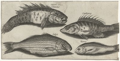 Bokvis, Barsch, Grundel und ein unbekannter Fisch von Pierre Firens