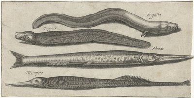 Hornhecht, Seenadel, Aal und ein Aal von Pierre Firens