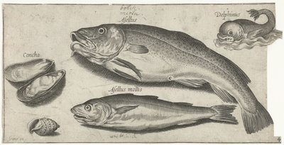 Kabeljau, Wittling, ein Delfin und Muscheln von Pierre Firens