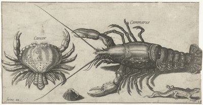 Hummer, Krabbe, Salamander und eine Muschel von Pierre Firens
