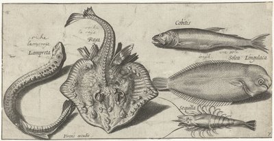 Rochen, Neunauge, Garnele und zwei andere Fische (Vissen) von Pierre Firens