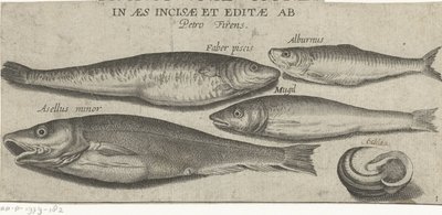 Sprotte, Karpfen, Meeräsche, kleiner Kabeljau und eine Muschel von Pierre Firens