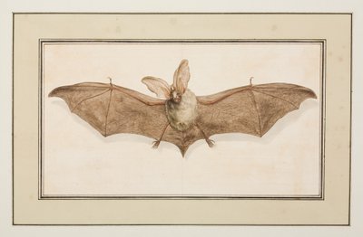 Braunes Langohr, ca. 1755-65 von Pierre Francois Ledoulx