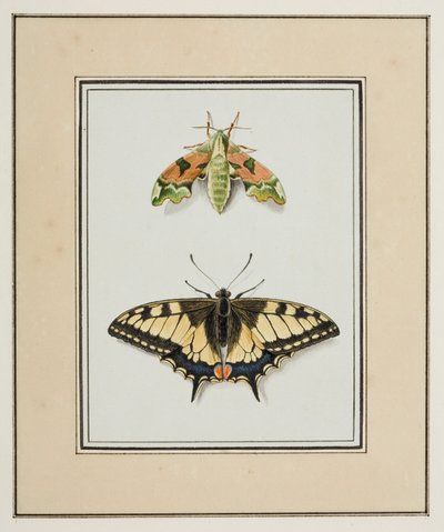 Schwärmer und Schwalbenschwanz, ca. 1755-65 von Pierre Francois Ledoulx