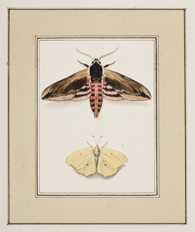 Ligusterschwärmer und Zitronenfalter, ca. 1755-65 von Pierre Francois Ledoulx