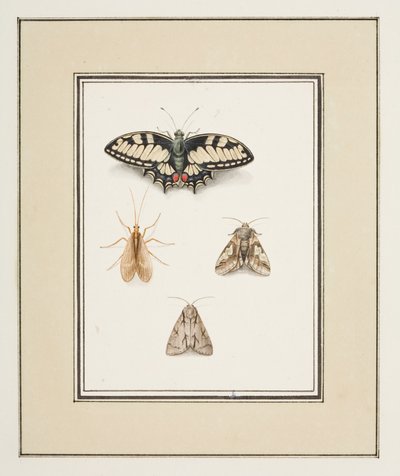 Schwalbenschwanz, Eintagsfliege und zwei Motten, ca. 1755-65 von Pierre Francois Ledoulx