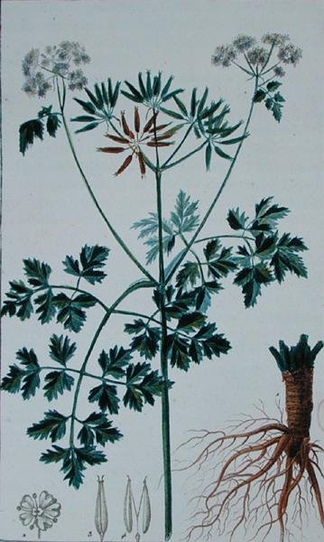 Botanische Tafel, die Kerbel darstellt, aus 