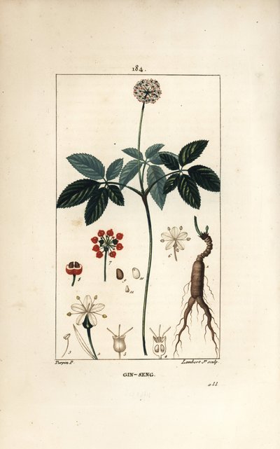 Amerikanischer Ginseng oder fünfblättriger Ginseng, Panax quinquefolium, mit Blume, Blatt, Samen und Wurzel von Pierre Jean Francois Turpin