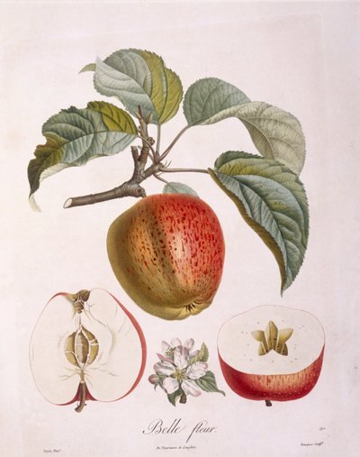 Apfel 