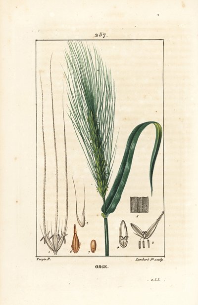 Gerste - Gerste, Hordeum vulgare, mit Stängel, Blatt und Ähre von Pierre Jean Francois Turpin