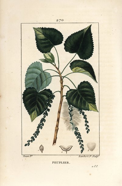 Schwarzpappel, Populus nigra, mit Blatt, Stängel und Samen. Handkolorierter Kupferstich von Lambert Junior nach einer Zeichnung von Pierre Jean-Francois Turpin aus Chaumeton, Poiret und Chamberet