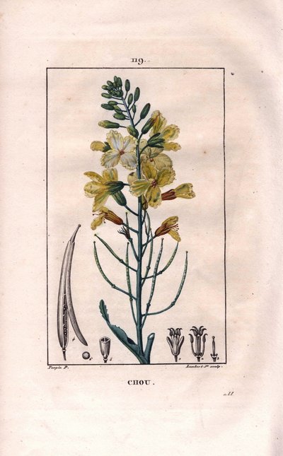 Botanik: Kohlblume. Handkolorierter Kupferstich von Lambert nach einer Zeichnung von Pierre Jean-Francois Turpin aus Chaumeton, Poiret et Chamberet