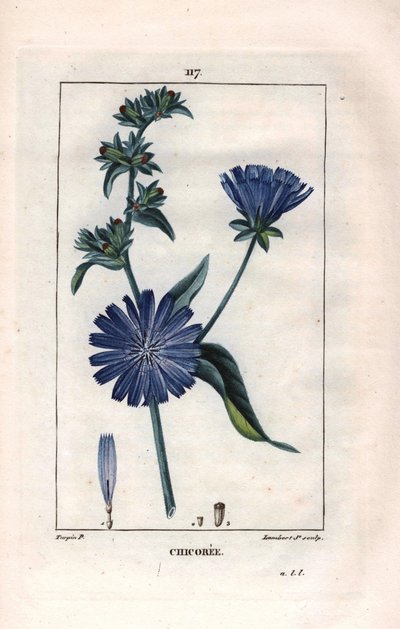 Botanik: Chicorée mit Blume - Chicorée-Pflanze und Blume, Cichorium intybus. Handkolorierte Punktkupferstichgravur von Lambert nach einer Zeichnung von Pierre Jean-Francois Turpin aus Chaumeton, Poiret et Chamberet