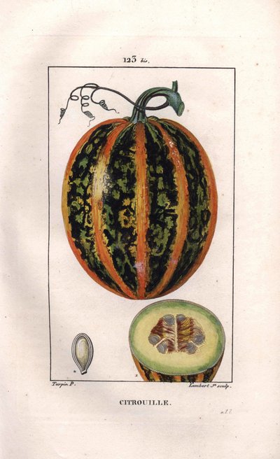 Botanik: Kürbis. Handkolorierter Kupferstich von Lambert nach einer Zeichnung von Pierre Jean-Francois Turpin aus Chaumeton, Poiret et Chamberet