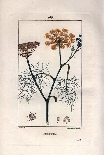 Botanik: Fenchel, Foeniculum vulgare. Handkolorierter Kupferstich von Lambert nach einer Zeichnung von Pierre Jean-Francois Turpin aus Chaumeton, Poiret et Chamberet