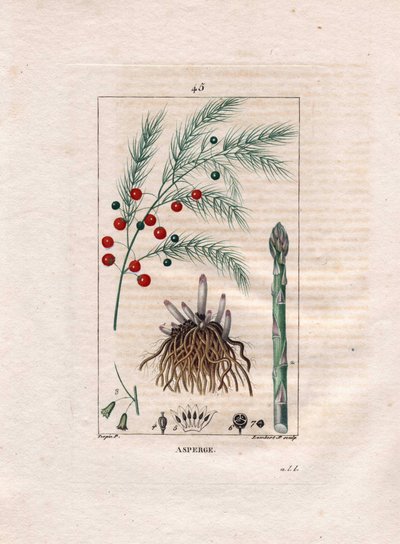 Botanik: Spargel - Spargelwurzel, Blüte und Frucht, Asparagus officinalis. Handkolorierter Kupferstich von Lambert nach einer Zeichnung von Pierre Jean-Francois Turpin aus Chaumeton, Poiret et Chamberet