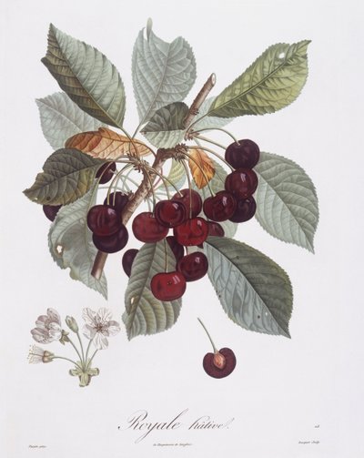 Kirschbaum (Prunus avium), botanische Tafel von Pierre Jean Francois Turpin von Pierre Jean Francois Turpin