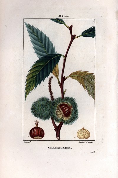Kastanienzweig mit Frucht (Kastanie) - Edelkastanie, Castanea sylvestris von Pierre Jean Francois Turpin