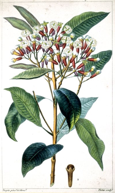 Gewürznelkenbaum und Gewürznelke, Mitte des 19. Jahrhunderts (Lithografie) von Pierre Jean Francois Turpin