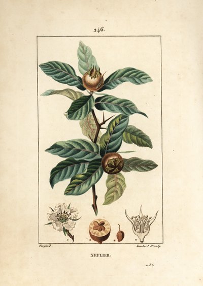 Deutsche Mispel, Mespilus germanica, mit Blatt, Frucht, Samen und Blüte. Handkolorierter Kupferstich von Lambert Junior nach einer Zeichnung von Pierre Jean-Francois Turpin aus Chaumeton, Poiret und Chamberets „La Flore Medicale“ von Pierre Jean Francois Turpin