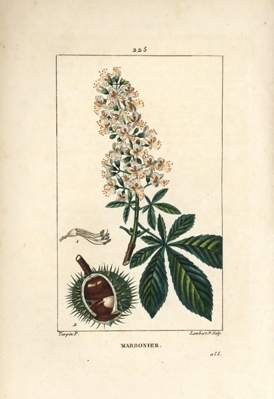 Gewöhnliche Kastanie, Kastanie oder weiße Kastanie - Rosskastanie, Aesculus hippocastanum. Handkolorierte Punktkupferstich von Lambert Junior nach einer Zeichnung von Pierre Jean-Francois Turpin aus Chaumeton, Poiret und Chamberet
