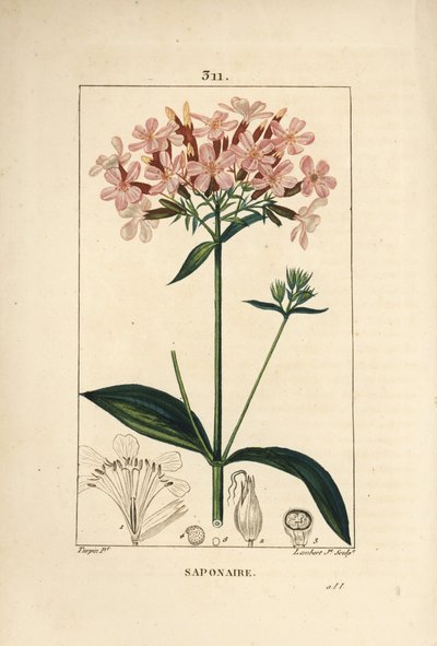 Gewöhnliches Seifenkraut, Saponaria officinalis, mit Blume, Blatt, Stängel und Samen. Handkolorierte Punktkupferstich von Lambert Junior nach einer Zeichnung von Pierre Jean-Francois Turpin aus Chaumeton, Poiret und Chamberet