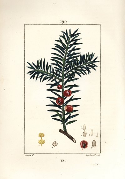 Gemeine Eibe oder Beeren-Eibe - Eibe, Taxus baccata von Pierre Jean Francois Turpin