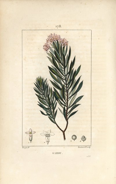 Seidelbast von Pierre Jean Francois Turpin