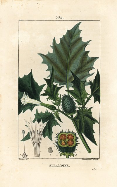Datura officinalis, Stechapfel oder Dornapfel, Datura stramonium. Handkolorierter Kupferstich von Lambert Junior nach einer Zeichnung von Pierre Jean-François Turpin aus Chaumeton, Poiret und Chamberet