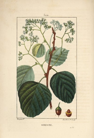 Haus-Sebestier - Assyrische Pflaume oder Lasura, Cordia myxa, mit Blüte, Blatt, Stängel und Frucht. Handkolorierter Kupferstich von Lambert Junior nach einer Zeichnung von Pierre Jean-François Turpin aus Chaumeton, Poiret und Chamberet