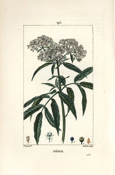Zwerg-Holunder, Sambucus humilis von Pierre Jean Francois Turpin