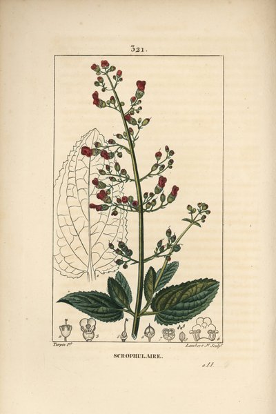 Ohrskrofulose - Wasserfeige, Scrophularia aquatica, mit Blüte, Blatt, Stängel, Samen und Blattriss von Pierre Jean Francois Turpin