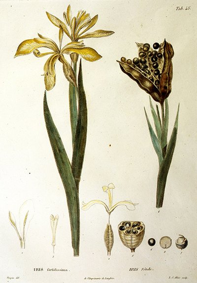 Stinkende Schwertlilie, graviert von L. J. Allais (handkolorierte Gravur) von Pierre Jean Francois Turpin
