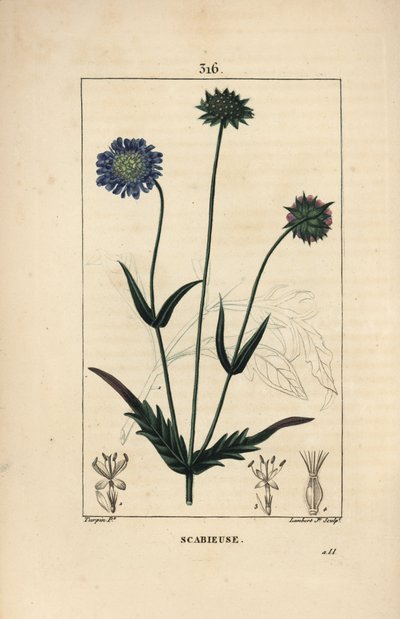 Feld-Witwenblume - Knautia arvensis, mit Blume, Blatt, Stiel, Samen und Blattriss von Pierre Jean Francois Turpin