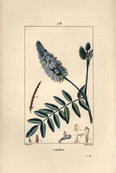 Geißraute, Galega officinalis, mit Blüte, Blatt und Samen. Handkolorierte Punktkupferstich von Dubois nach einer Zeichnung von Pierre Jean-Francois Turpin aus Chaumeton, Poiret und Chamberet