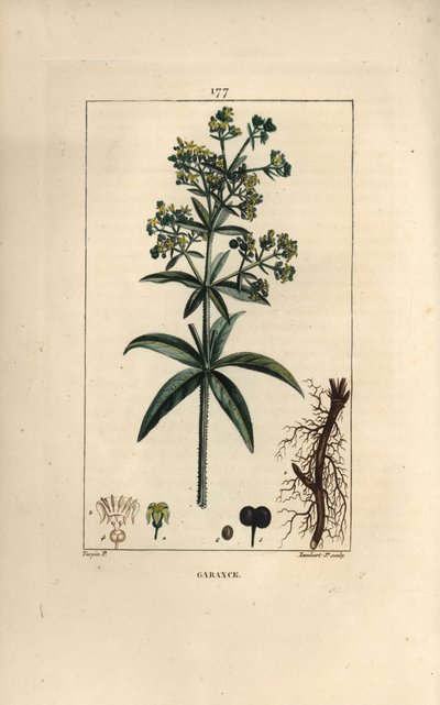 Färberkrapp von Pierre Jean Francois Turpin