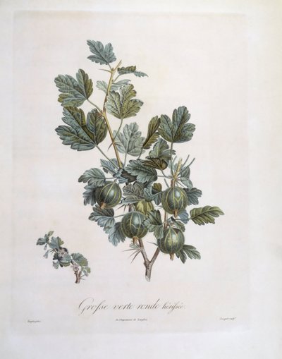 Stachelbeere (Ribes uva-crispa), botanische Tafel von Pierre Jean Francois Turpin von Pierre Jean Francois Turpin