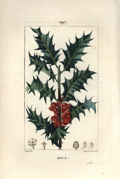 Stechpalme - Stechpalme, Ilex aquifolium, mit stacheligen Blättern und roten Beeren von Pierre Jean Francois Turpin