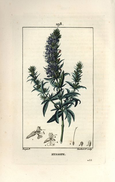 Echter Ysop, Hyssopus officinalis von Pierre Jean Francois Turpin