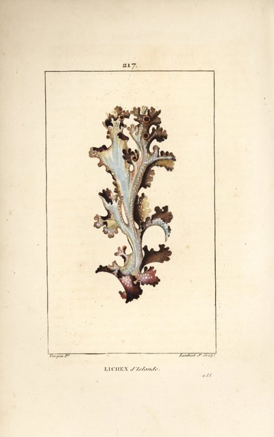 Isländisches Moos von Pierre Jean Francois Turpin